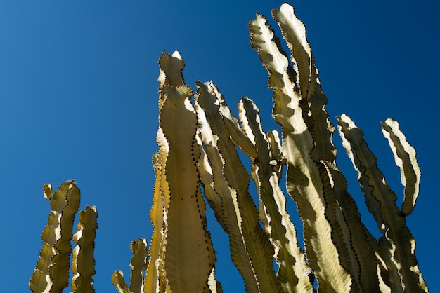 Cactus nel deserto sul modello di cactus o cactaceae del fondo del cielo