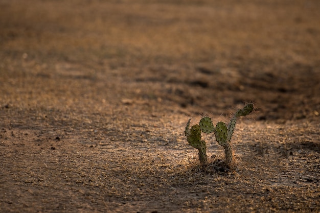 Cactus nel deserto