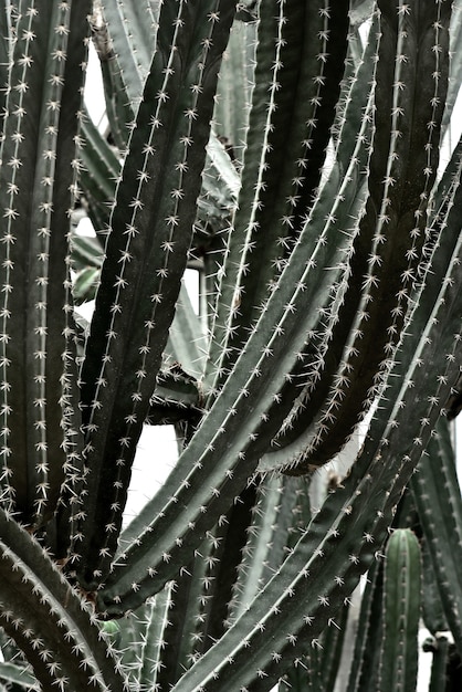 Cactus nel giardino botanico della regina Sirikit