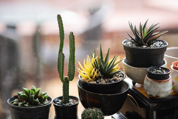 cactus nel piatto sul tavolo