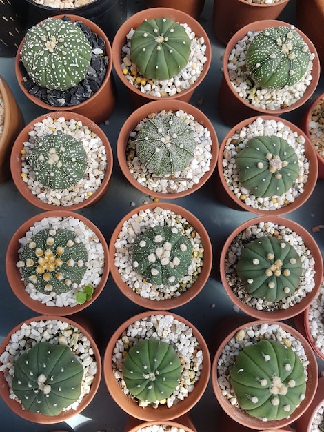 Cactus nel piatto