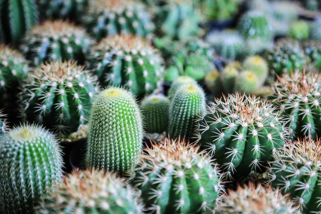 Cactus nella collezione di vasi