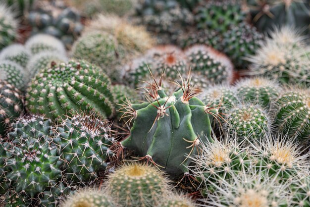 Cactus o cactus di diversi tipi in vaso