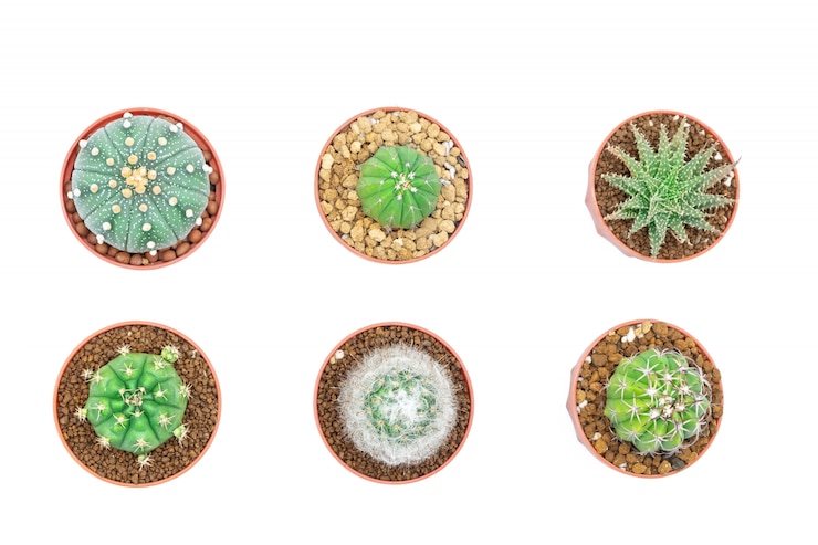 Foto cactus o succulente nell&#39;isolato del vaso con fondo bianco