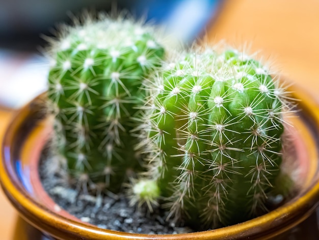 Cactus Opuntia leucotricha pianta con spine vicino