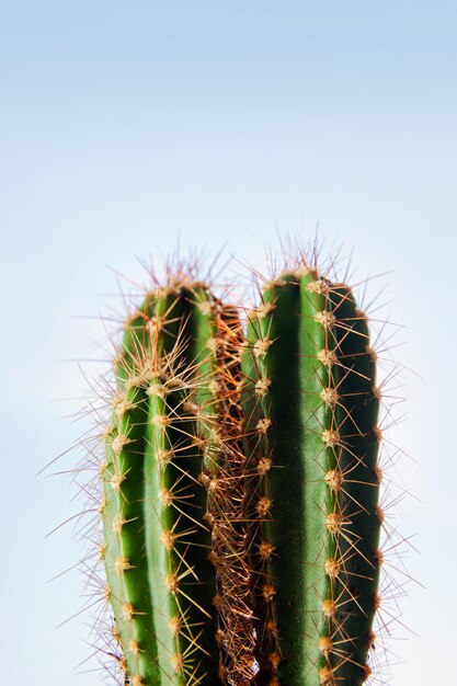 cactus pianta