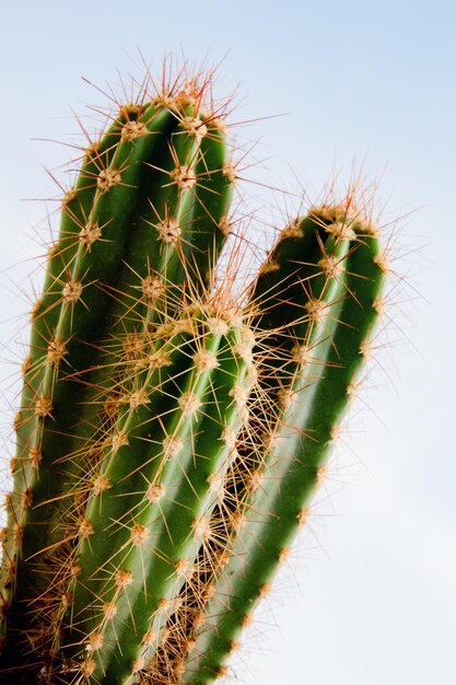 cactus pianta