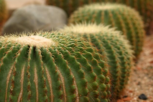 Cactus piantato in una bella disposizione