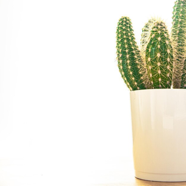 cactus piante domestiche succulente spinose fiori interni sempreverdi in vaso di fiori spazio copia flora