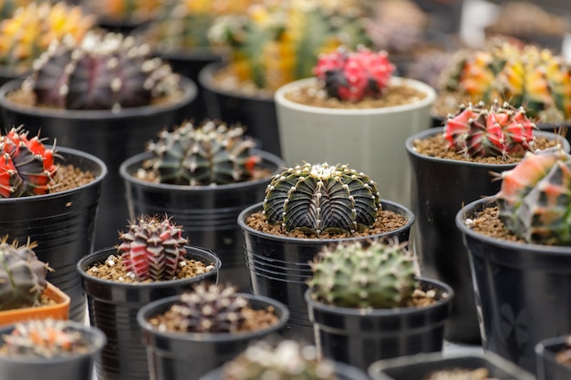 Cactus Plant Farm crescente Cactus Plant in giardino.