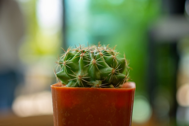 Cactus posto su un tavolo di legno