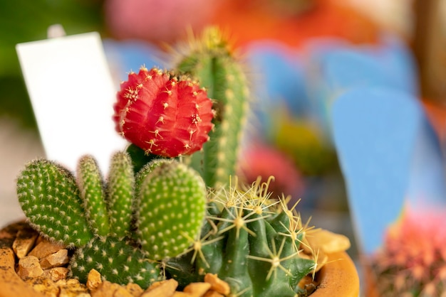 Cactus rosso e verde spinoso in un vaso.