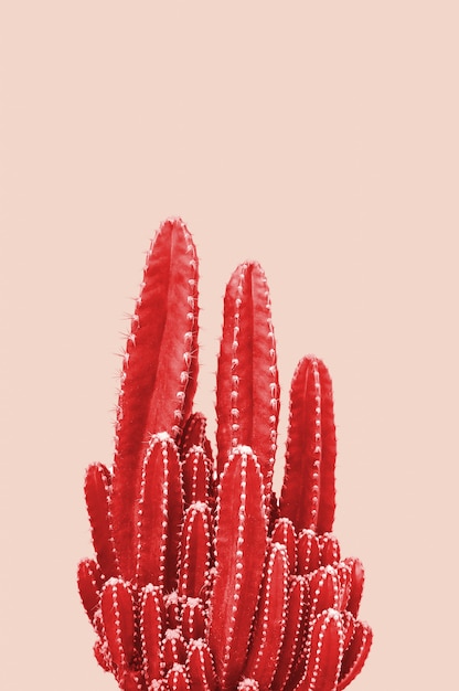 Cactus rosso su sfondo rosa