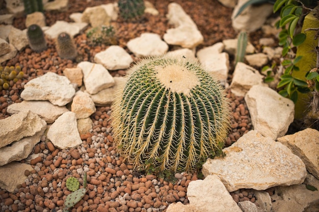 Cactus rotondo