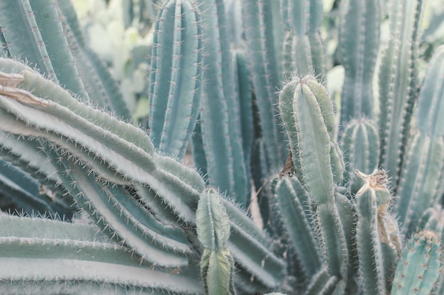 Cactus Saguaro che cresce nell'area desertica