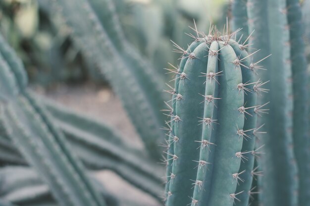 Cactus Saguaro