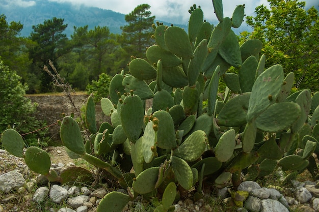 Cactus selvatici in natura tra montagne e foreste