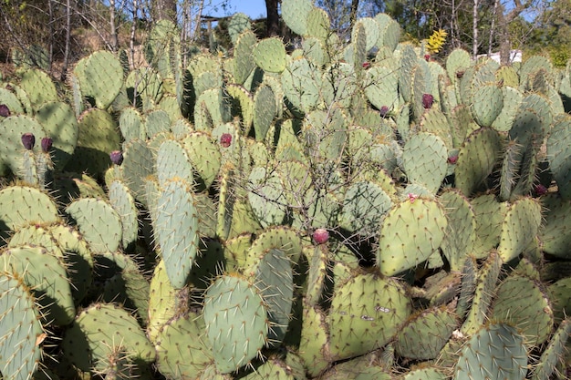 Cactus selvatico, Dehesa de la Villa Park, Madrid, Spagna