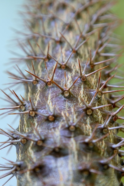 Cactus sotto vista primo piano piante spinose