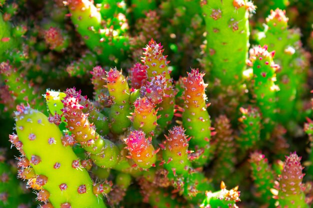 Cactus spinose succulente piante verdi con spine e ragnatele