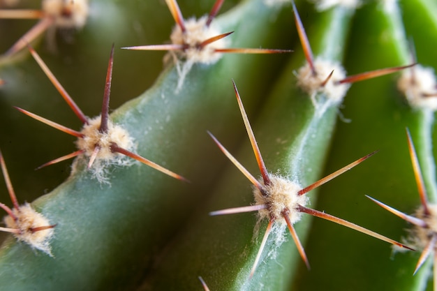 Cactus spinoso, da vicino.