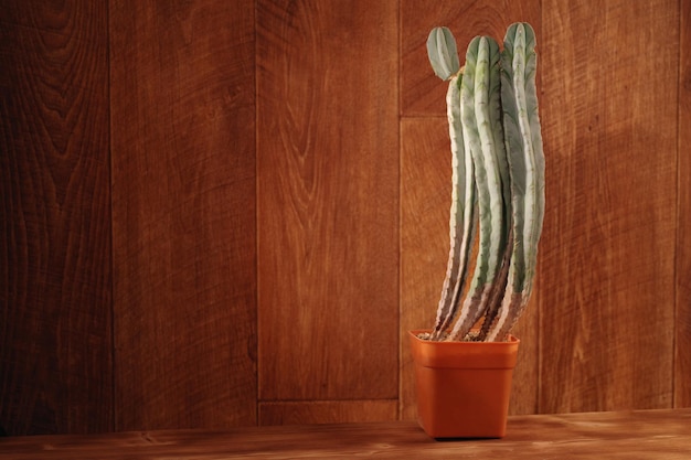 Cactus spinoso in vaso su fondo di legno dell'annata