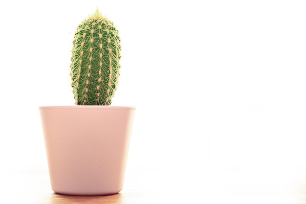 cactus spinoso pianta succulenta pianta domestica sempreverde fiore interno in un vaso di fiori sul tavolo