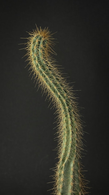 Cactus stecco a forma di serpente