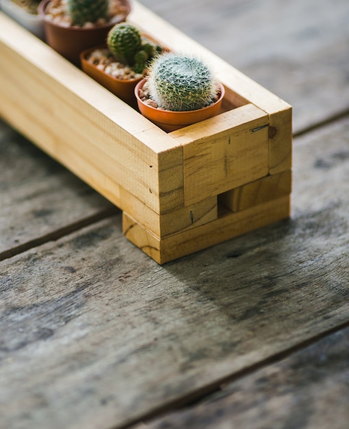 Cactus su fondo di legno, cactus nel fondo del vaso. (Molti cactus in vaso)