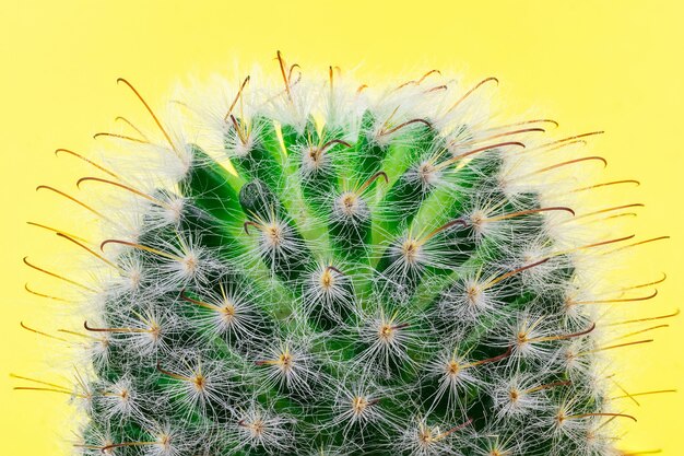 Cactus su uno sfondo giallo.