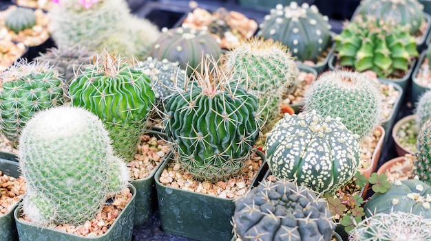 Cactus succulente in un giardino.