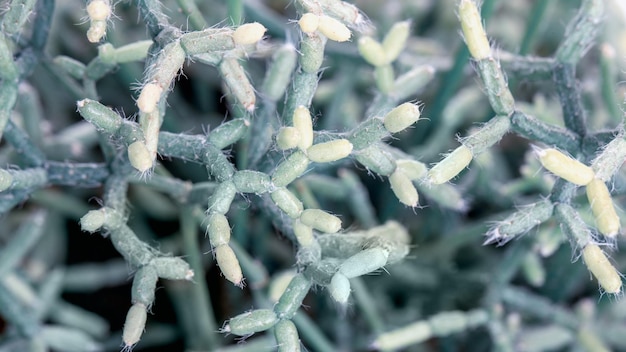 Cactus succulente rhipsalis disposizione rettangolare di piante grasse sfondo verde