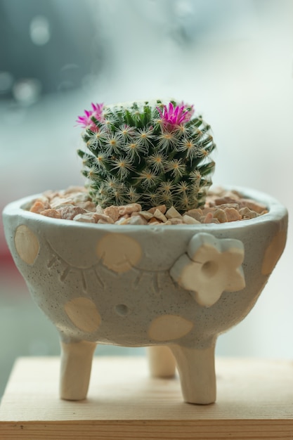 Cactus succulento in una pentola di ceramica