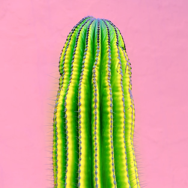 Cactus sul rosa. Amante dei cactus. arte della moda minimale