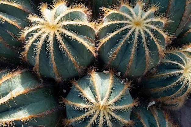 Cactus sul terreno sabbioso Vista dall'alto