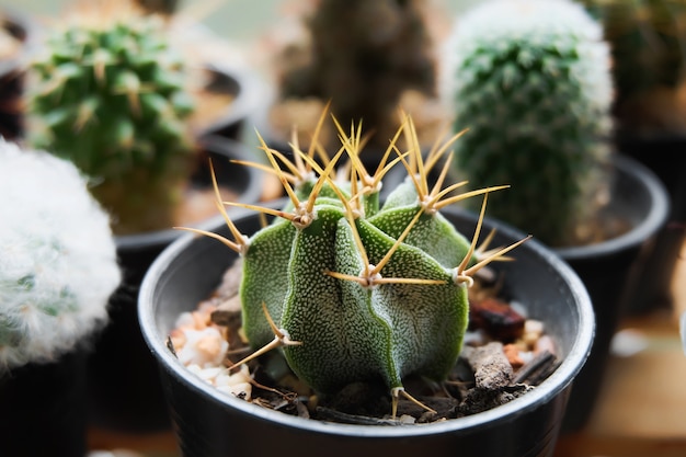 cactus sul vaso