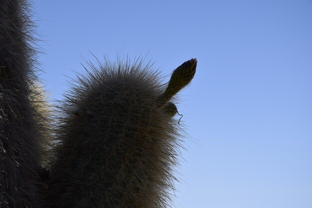 Cactus sull'Isla Incahuasi all'interno delle più grandi saline del mondo Salar de Uyuni in Bolivia