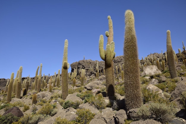 Cactus sull'Isla Incahuasi all'interno delle più grandi saline del mondo Salar de Uyuni in Bolivia