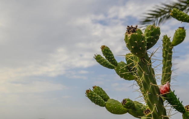 cactus sull'isola di Cipro contro il cielo blu 3