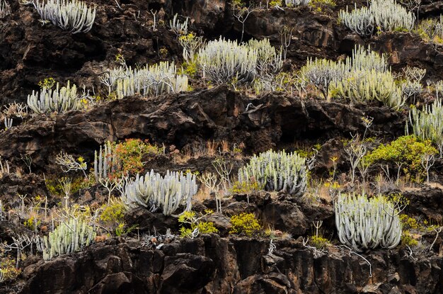 Cactus sulla montagna vulcanica basaltica nera nell'isola delle Canarie di El Hierro