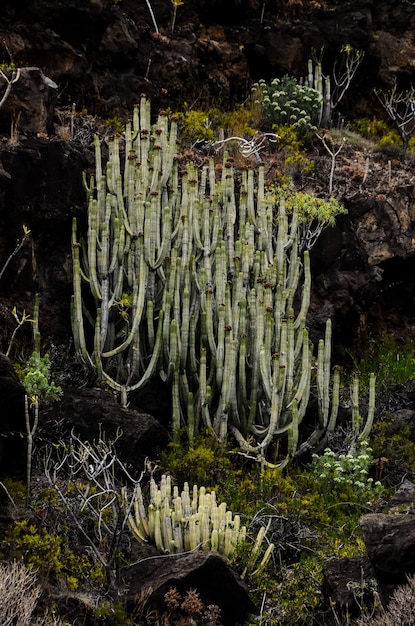 Cactus sulla montagna vulcanica basaltica nera nell'isola delle Canarie di El Hierro