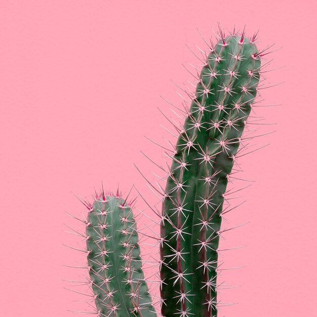 Cactus sulla parete di fondo rosa. Piante sul concetto rosa