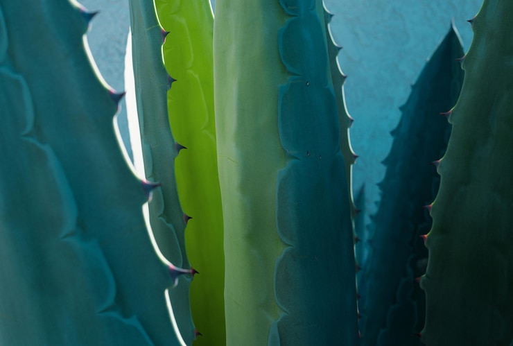 Foto cactus sullo sfondo disegno di cactus o modello di cactus