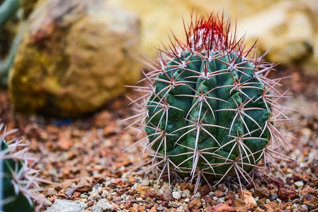 Cactus tenuto in un giardino che sembra arido