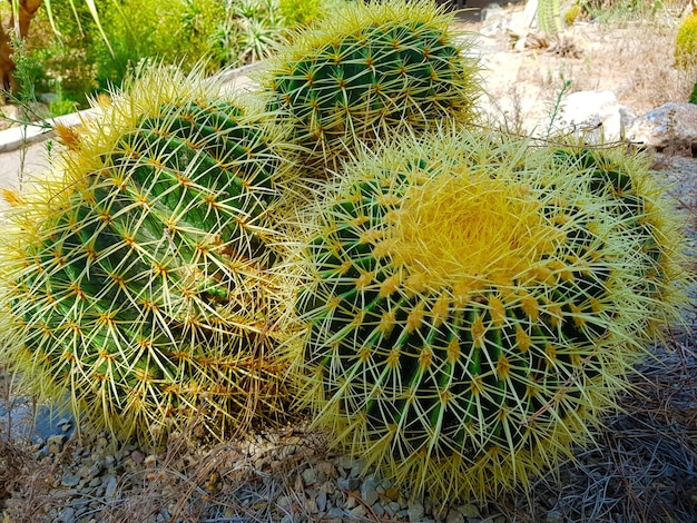 cactus tondo e botte in giardino