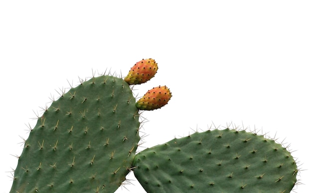 Cactus verde con frutta rossa vicino isolato su sfondo bianco