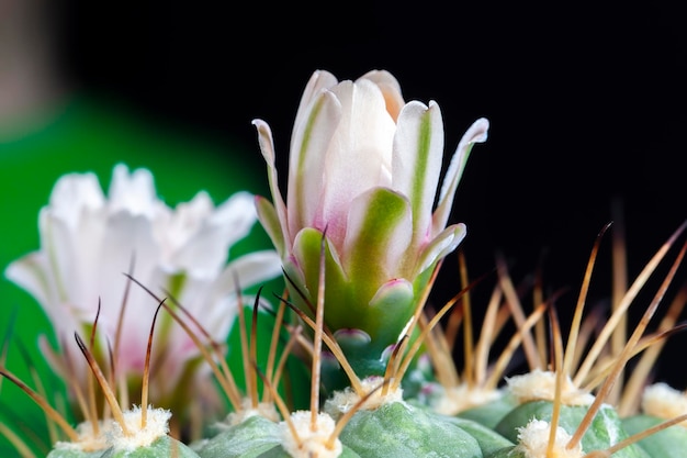 Cactus verde con grandi aghi affilati durante la fioritura Cactus verde con fiori e aghi lunghi affilati