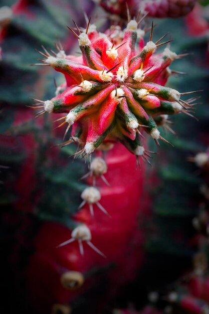 Cactus verde con spine affilate in giardino, cactus succulento del deserto estivo.