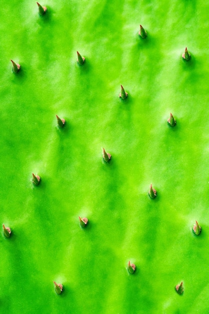 Cactus verde con struttura delle spine