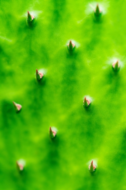 Cactus verde con struttura delle spine